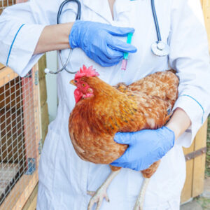 avicultura interagro influenza aviar