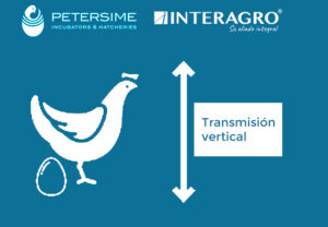 transmision vertical avicultura interagro