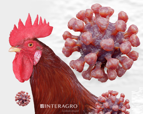 interagro blog influenza aviar avicultura