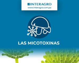 blog micotoxinas interagro