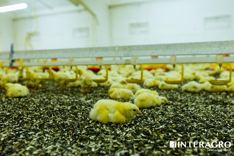 temperature in chicks interagro panama importancia de l manejo de la temperatura avicultura