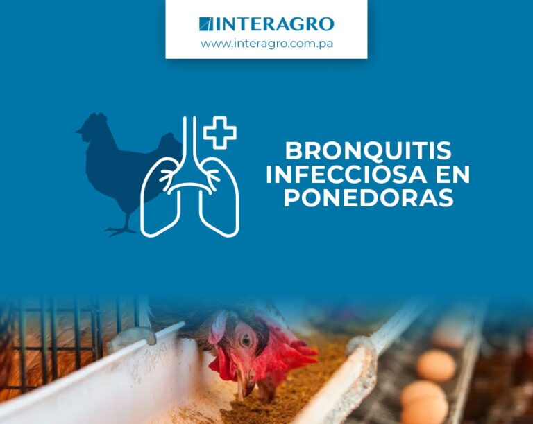 Bronquitis infecciosa en reproductoras interagro 001
