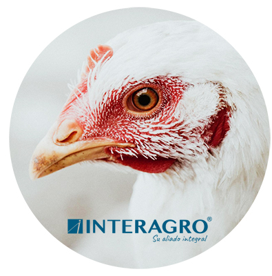 inmunosupresion en pollos de engorde interagro cr