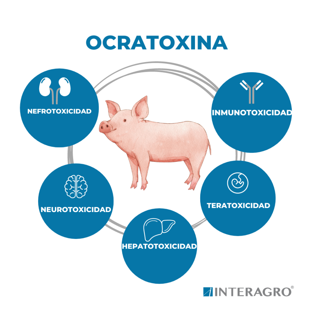 ocratoxina micotoxinas en cerdos