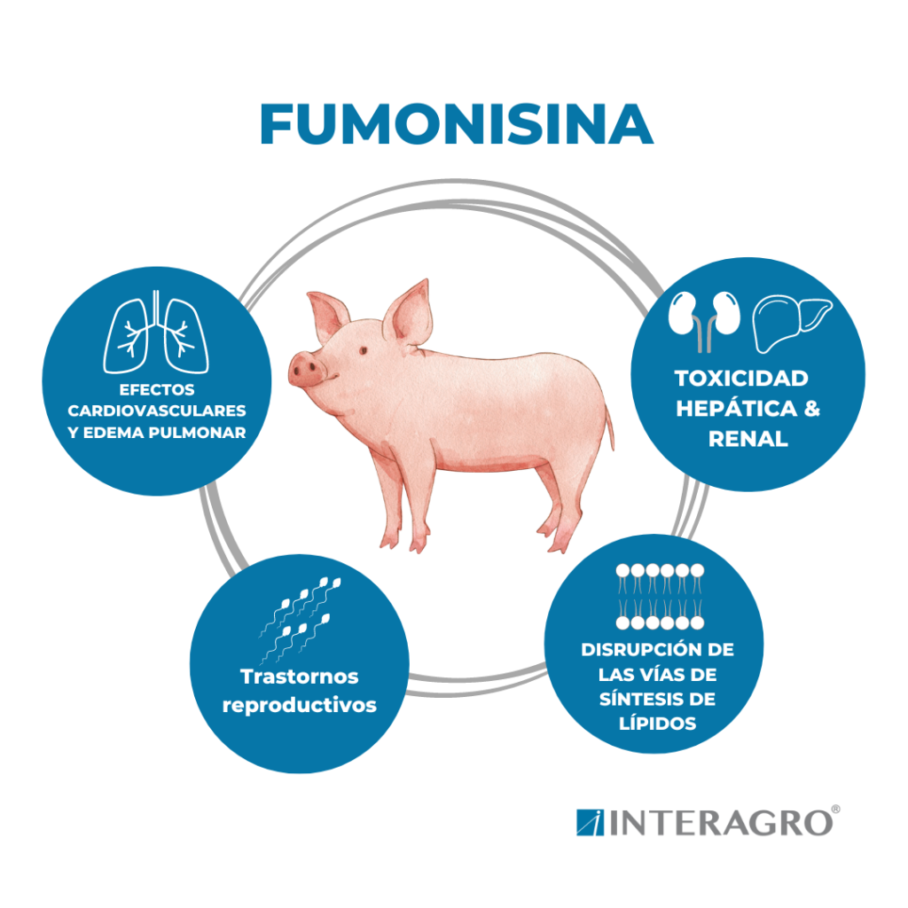 fumonisina micotoxinas en cerdos 