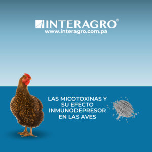 Las Micotoxinas y su efecto inmunodepresor en las aves